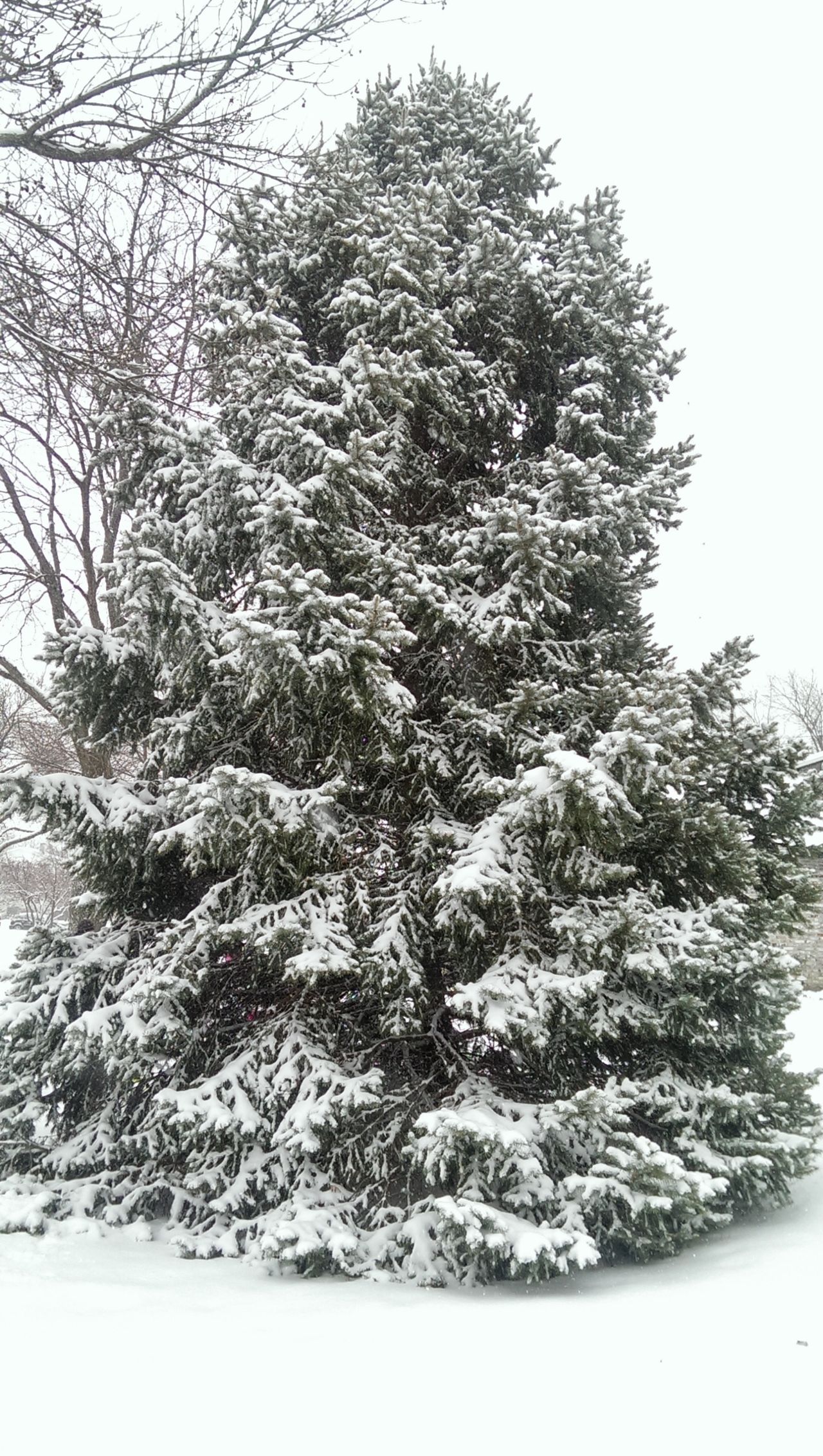 White christmas tree