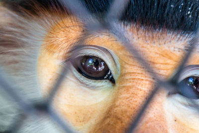 Close-up portrait of monkey seen through fence