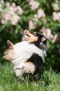 Tricolor adorable shetland sheepdog - sheltie portrait