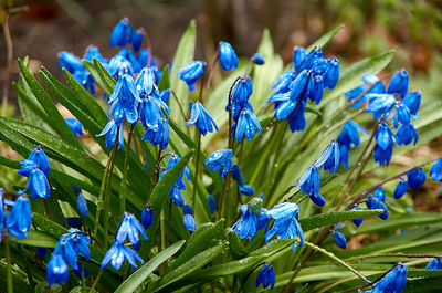 Close-up of blue flowering plant