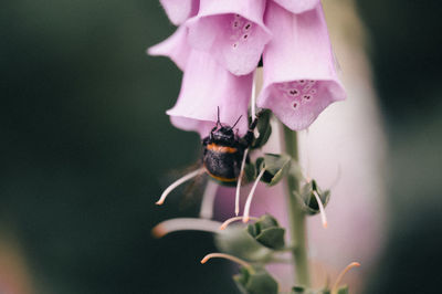 Close-up of insect on flower