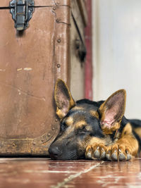 Close-up of dog 