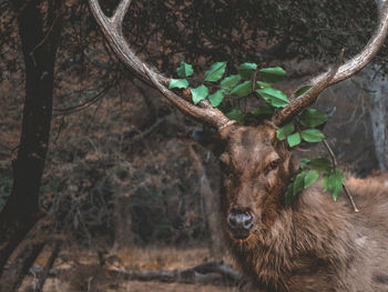 Portrait of deer in a forest