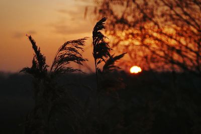 Sun shining through plants