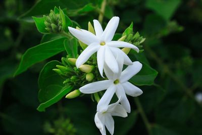 Close-up of white flowering plant