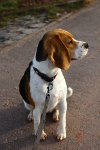 Dog looking away on street