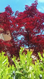 Low angle view of flower tree against sky