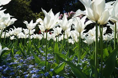 Close-up of white flowers blooming outdoors