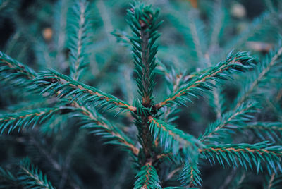 Close-up of pine tree