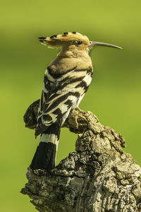 Close-up of hoopoe perching on branch