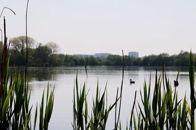 Scenic view of lake against clear sky