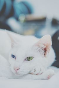 Close-up of cat lying down