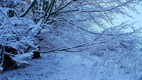 Snow on tree during winter