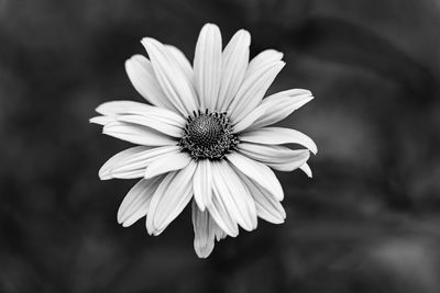 Close-up of daisy flower