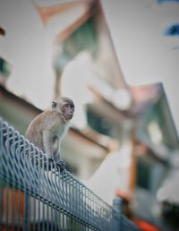 Low angle view of monkey