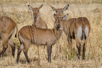 Small herd of water buck antelopes hiding in between tall dry grass in pendjari national park, benin, africa
