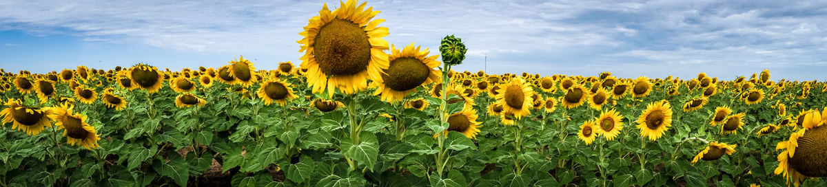 Sunflower field against sky