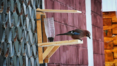 Bird perching on wooden post