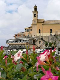 Pink flowers on building against sky