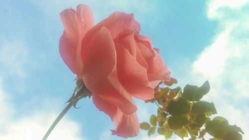 Low angle view of pink flowering plant