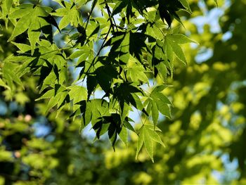 Low angle view of leaves on tree