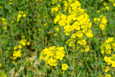 Close-up of yellow flowers blooming in field