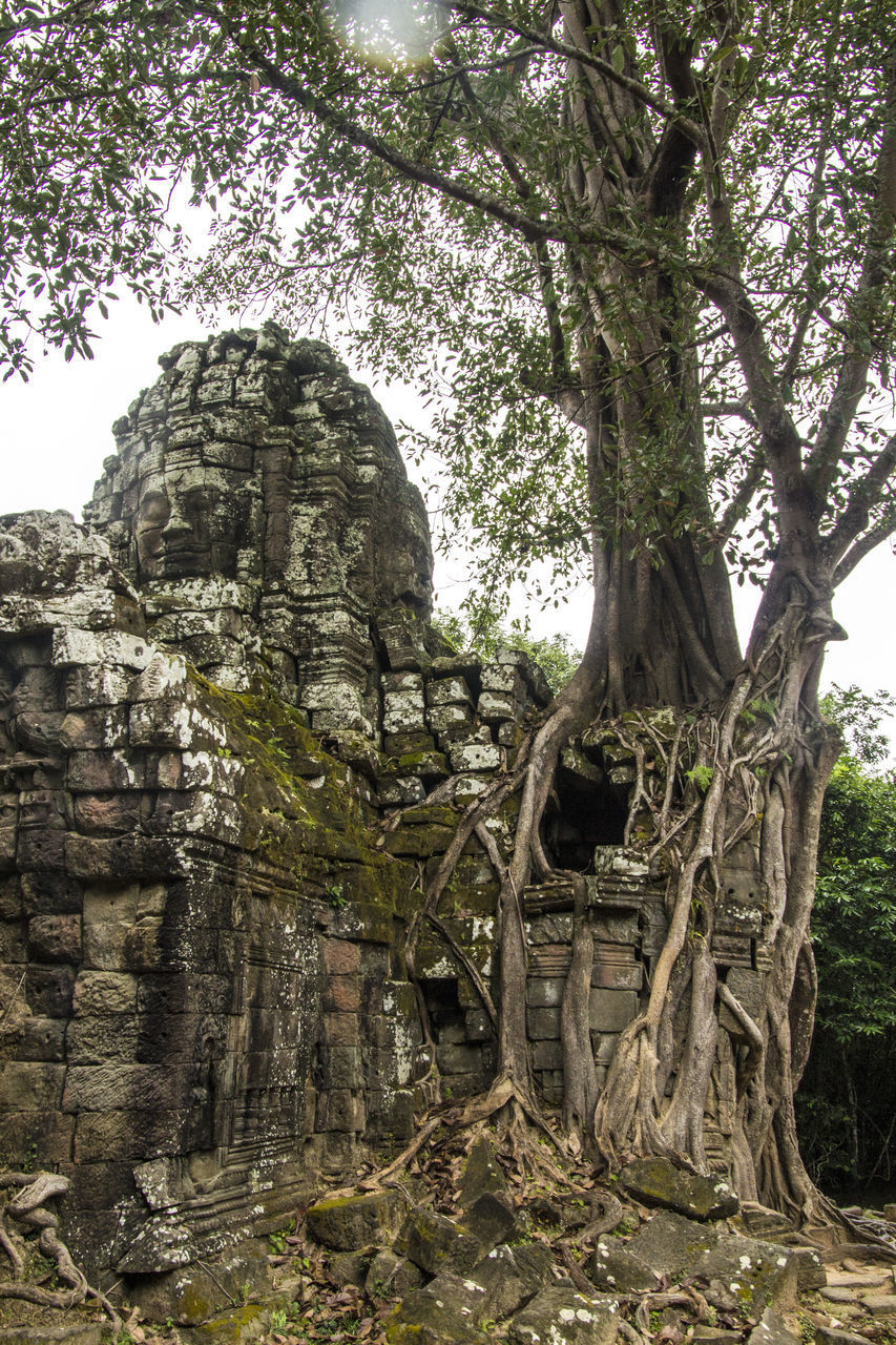 LOW ANGLE VIEW OF TREE TRUNK