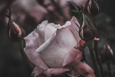 Close-up of pink roses