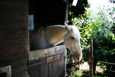 Horse standing in a tuscan stable