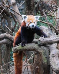 Close-up of red panda