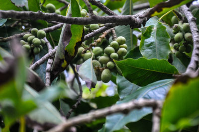 Close-up of plant growing on tree