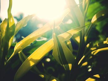 Close-up of fresh green plant