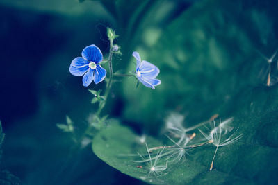 Close-up of purple flowering plant