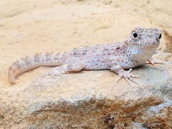 Close-up of lizard on sand