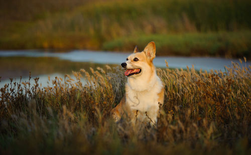 View of dog in field