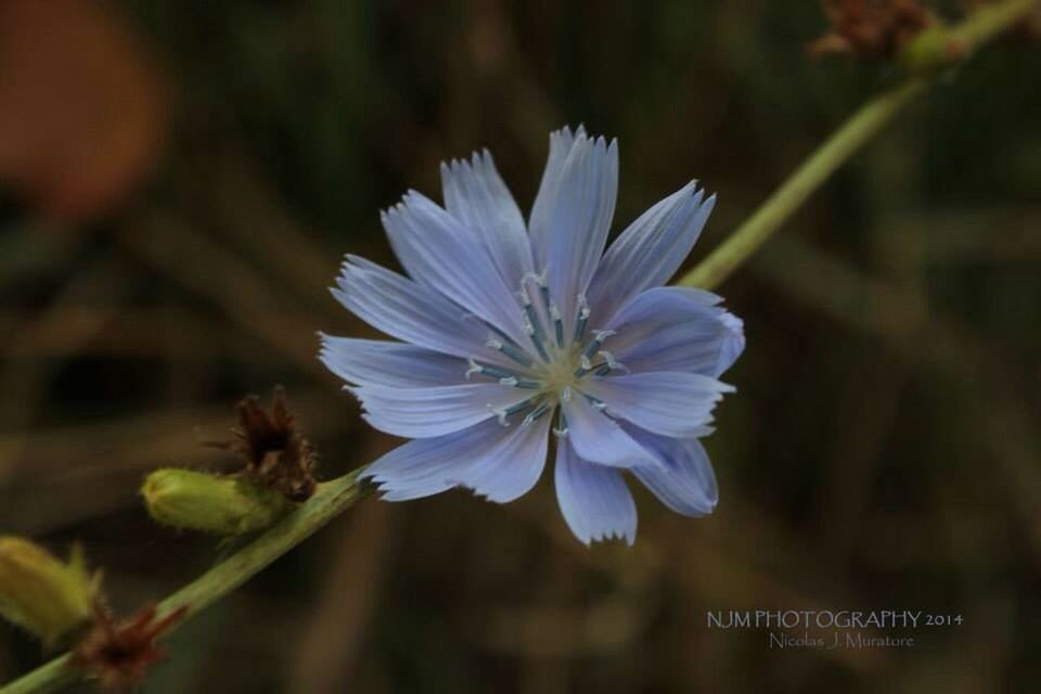 flower, freshness, petal, fragility, flower head, growth, beauty in nature, focus on foreground, blooming, close-up, plant, nature, white color, pollen, stem, in bloom, single flower, blossom, outdoors, purple