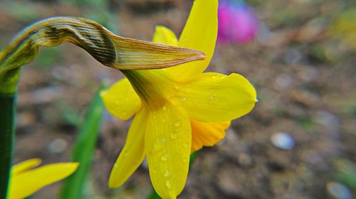 Close-up of yellow flower