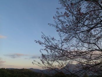 Tree against sky during sunset