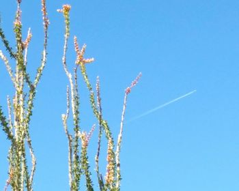 Low angle view of flowers against clear blue sky