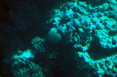 Close-up of jellyfish in sea