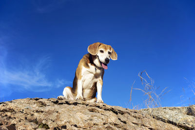 Old beagle dog sitting on the rocks in mountain peak, sniff out wild animals