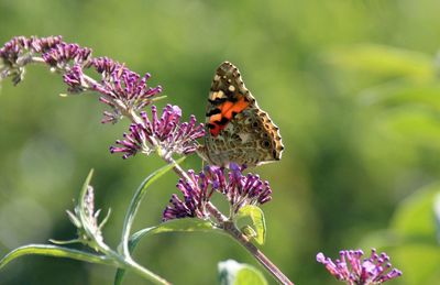 Close-up of butterfly pollinating on purple flower
