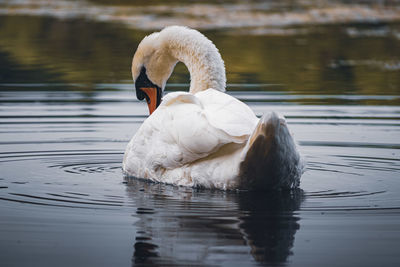 Swan swimming in lake