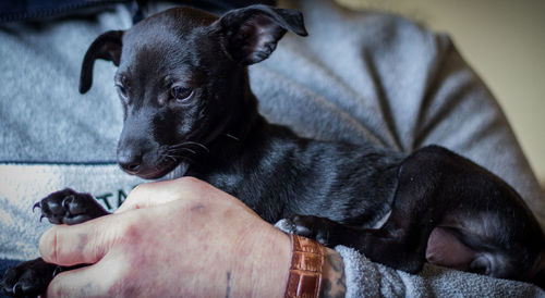 Close-up of hand holding puppy at home