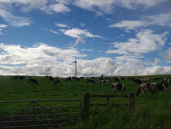 Cows grazing on field against sky