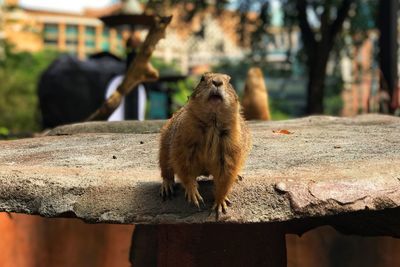 Squirrel on tree