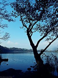 Silhouette tree by sea against sky