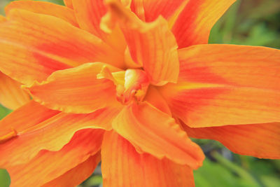 Close-up of orange flowers blooming outdoors