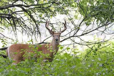 Deer in a forest