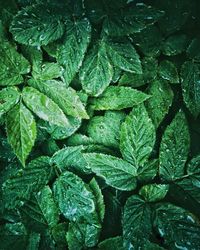 Full frame shot of fresh green leaves